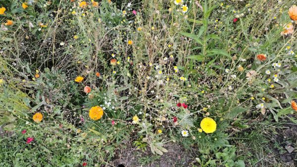ARIS CiTYCOOL – Bild 4